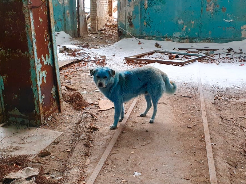 Ветеринары осмотрели стаю синих собак в Дзержинске, но не нашли причины посинения