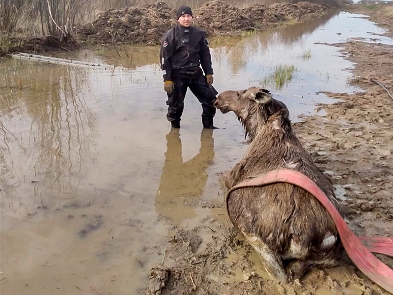 В Новгородской области спасли тонувшего лося