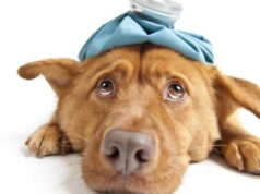 Лечение собак: причины обратиться к врачу, виды заболеваний