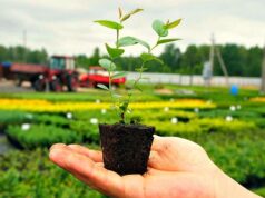 Саженцы плодовых деревьев: советы по посадке