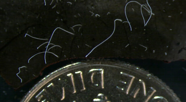 Учёные нашли бактерии-рекордсмены, достигающие сантиметра в длину