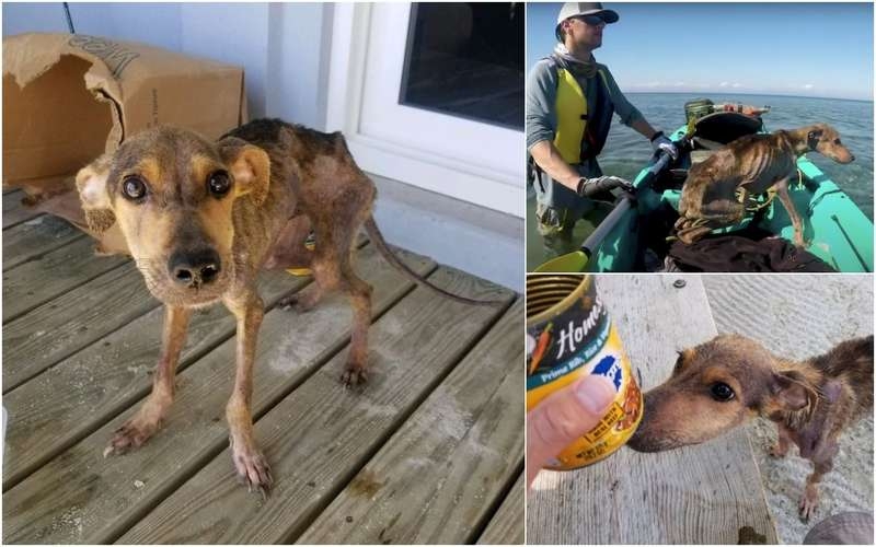 Мужчина спас собаку, оказавшуюся на необитаемом острове