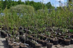 Как выбрать саженцы для сада: факторы, которые стоит учитывать