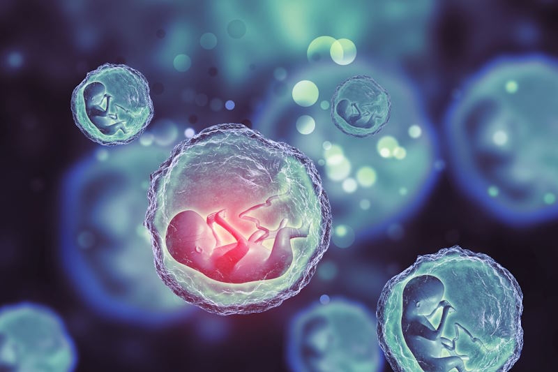 Учёные призывают открыть «чёрный ящик» развития эмбрионов